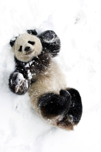 panda in snow